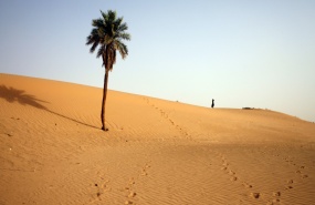 afrique-sahara-desert-palmier-dattier-desertification-algerie afrique-sahara-desert-palmier-dattier-desertification-algerie