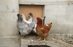 ep archivo   gallinas en gallineros