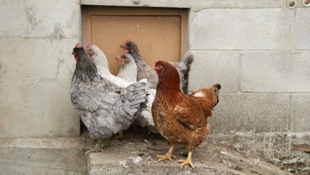 ep archivo   gallinas en gallineros