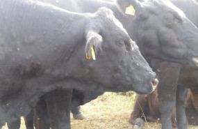 ep archivo   vacas en una granja