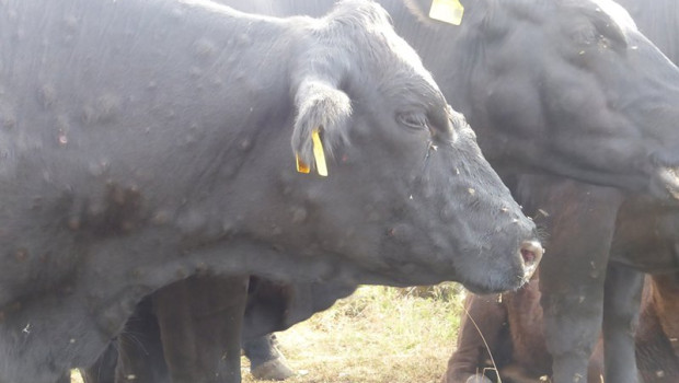 ep archivo   vacas en una granja