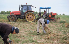 ep archivo varios agricultores y un tractor durante la recogida del ajo morado en un campo de la ep archivo varios agricultores y un tractor durante la recogida del ajo morado en un campo de la