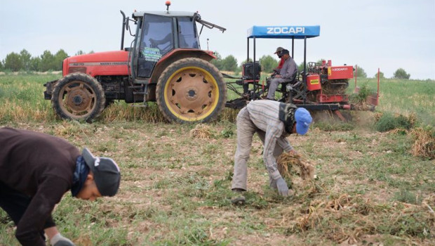 ep archivo   varios agricultores y un tractor durante la recogida del ajo morado en un campo de la