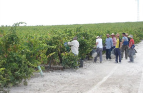 ep archivo   vendimia en los vinedos del marco montilla moriles