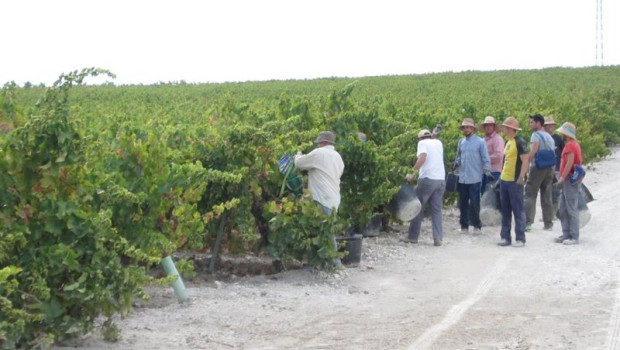 ep archivo   vendimia en los vinedos del marco montilla moriles
