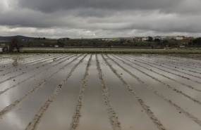 ep cultivos anegados tras las inundaciones producidas por el desbordamiento del rio genil a 9 de