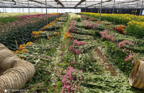 ep destrucciones de flor cortada llevadas a cabo en la zona de sanlucar -chipiona