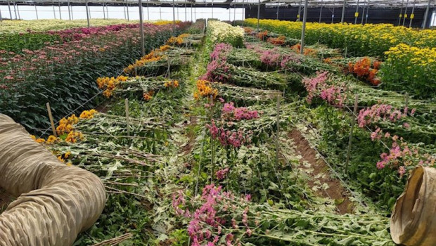 ep destrucciones de flor cortada llevadas a cabo en la zona de sanlucar -chipiona