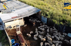 ep la guardia civil desmantela una red de mataderos clandestinos en avila toledo y madrid para
