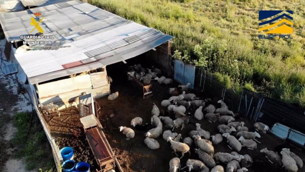 ep la guardia civil desmantela una red de mataderos clandestinos en avila toledo y madrid para ep la guardia civil desmantela una red de mataderos clandestinos en avila toledo y madrid para