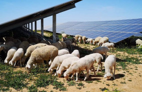 ep ovejas en la planta fotovoltaica de campo aranuelo iii caceres ep ovejas en la planta fotovoltaica de campo aranuelo iii caceres