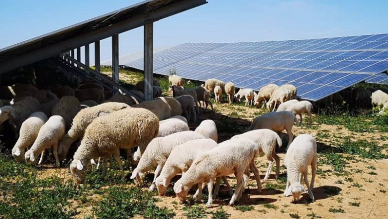 ep ovejas en la planta fotovoltaica de campo aranuelo iii caceres ep ovejas en la planta fotovoltaica de campo aranuelo iii caceres