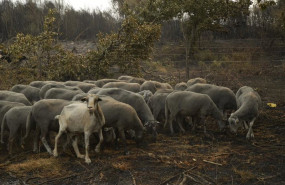 ep ovejas supervivientes del fuego en a caridade en ourense