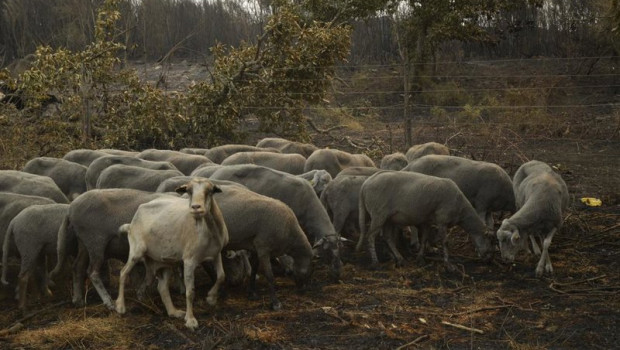 ep ovejas supervivientes del fuego en a caridade en ourense