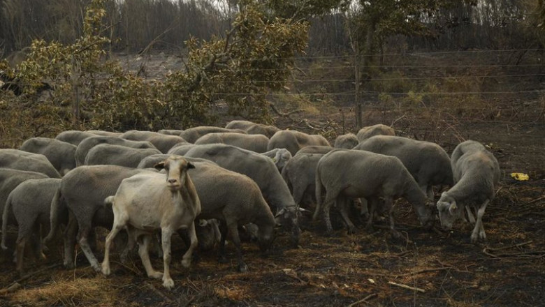 ep ovejas supervivientes del fuego en a caridade en ourense