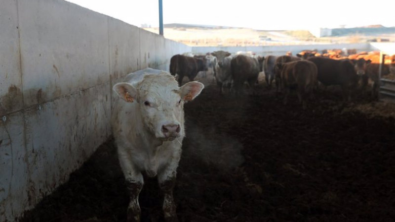 ep una vaca en la explotacion ganadera ep una vaca en la explotacion ganadera