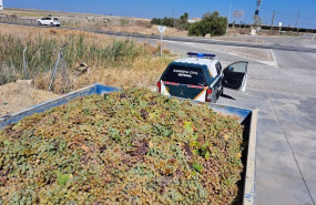 ep uva intervenida por la guardia civil en los controles de vigilancia por la vendimia en el marco ep uva intervenida por la guardia civil en los controles de vigilancia por la vendimia en el marco