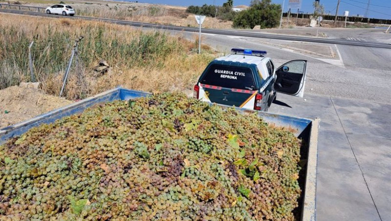 ep uva intervenida por la guardia civil en los controles de vigilancia por la vendimia en el marco ep uva intervenida por la guardia civil en los controles de vigilancia por la vendimia en el marco