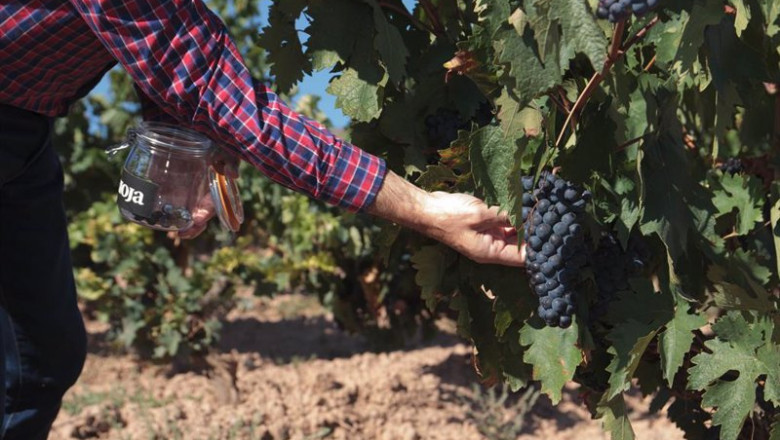 Viñedo de la DOCa Rioja | Alberto Ruiz - Europa Press - Archivo ep vinedo de la doca rioja