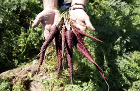 zanahoria morada 20250925140452 zanahoria morada 20250925140452