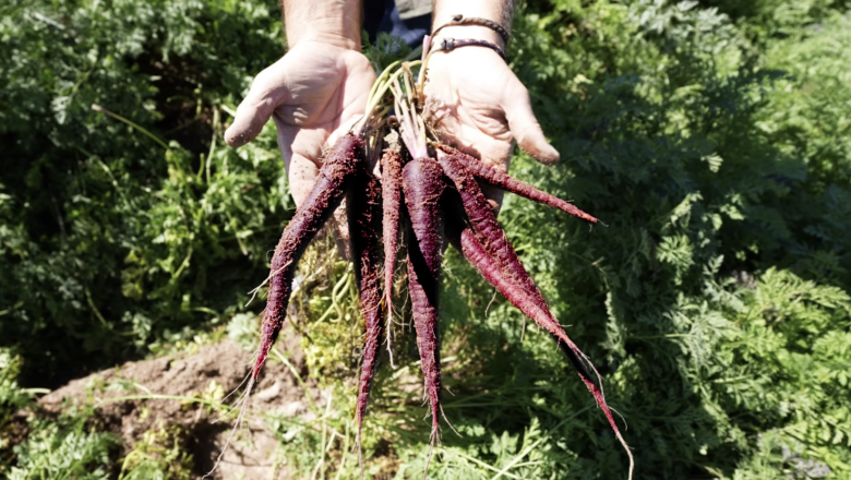 zanahoria morada 20250925140452 