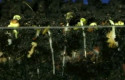 cb plantas sh111 cb plantas sh111