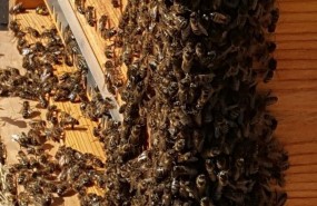 ep abejas