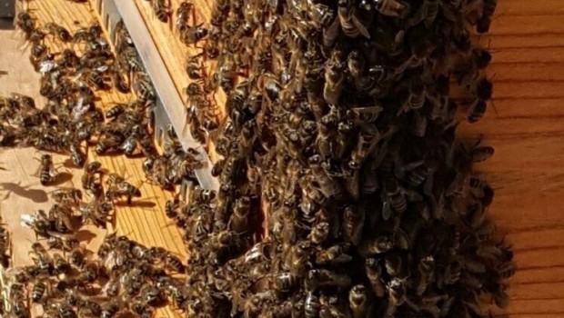 ep abejas