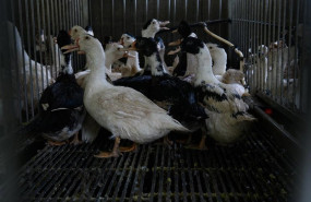 ep archivo   patos en una granja de produccion de foie gras en francia