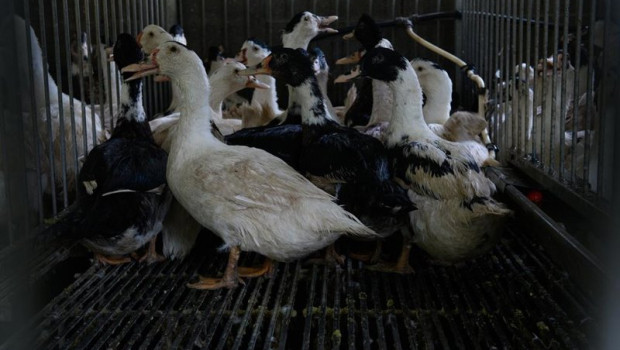 ep archivo   patos en una granja de produccion de foie gras en francia