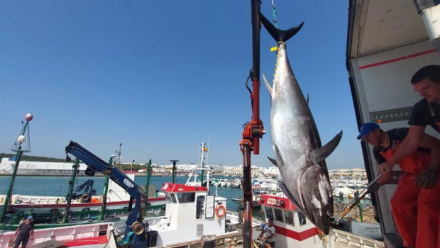 ep archivo primera levanta del atun rojo en la almadraba de barbate en una imagen de archivo ep archivo primera levanta del atun rojo en la almadraba de barbate en una imagen de archivo