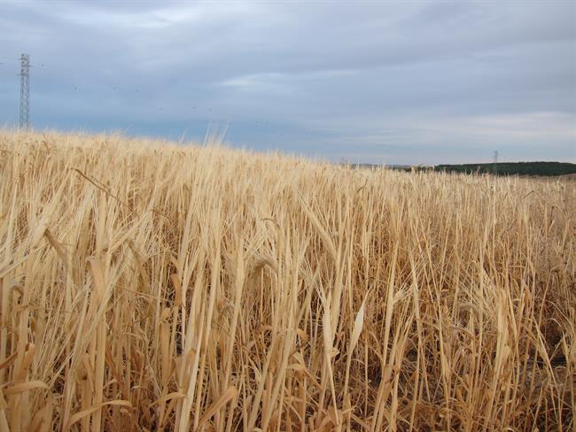 ep cereales cultivo campo