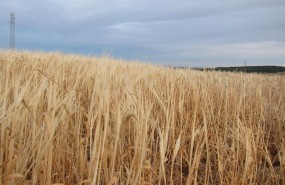 ep cereales cultivo campo