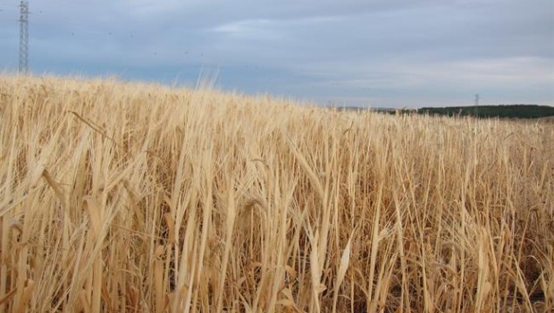 ep cereales cultivo campo