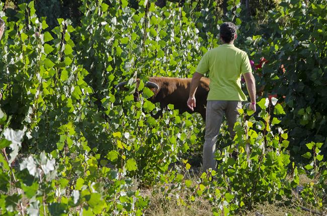 Imagen del toro escapado en un encierro en Arcas | ROBAYNA ep imagentoro escapadoun encierroarcas