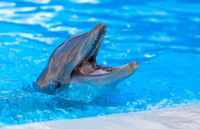 1623063992 delfin en loro parque