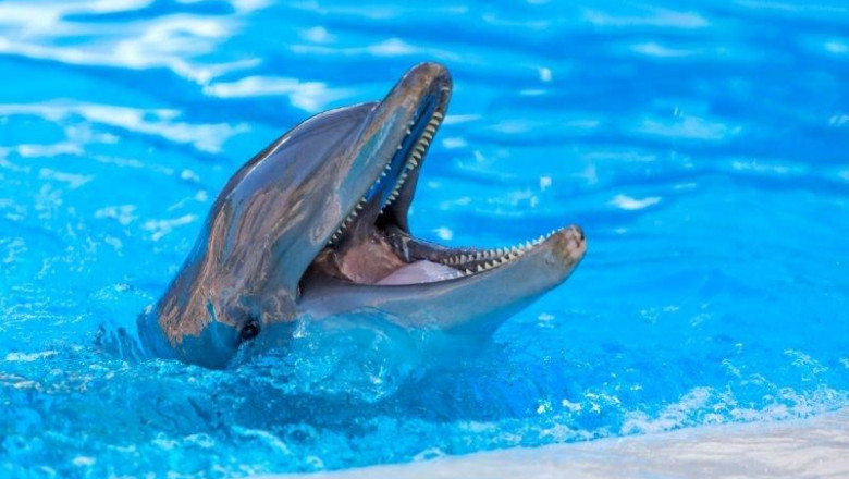 1623063992 delfin en loro parque