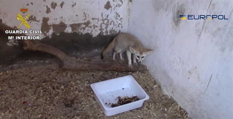 La Guardia Civil detiene a 10 personas y se incauta de 200 ejemplares de especies protegidas en la operación FENNEC | GUARDIA CIVIL ep la guardia civil detiene10 personasse incauta200 ejemplaresespecies protegidasla operacion fennec