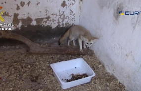 ep la guardia civil detiene10 personasse incauta200 ejemplaresespecies protegidasla operacion fennec