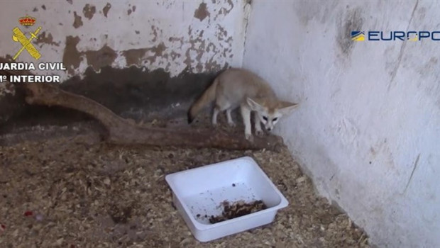 ep la guardia civil detiene10 personasse incauta200 ejemplaresespecies protegidasla operacion fennec