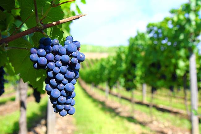 ep uvas