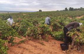 ep vendimiadores con mascarilla en vinedos de utiel-requena