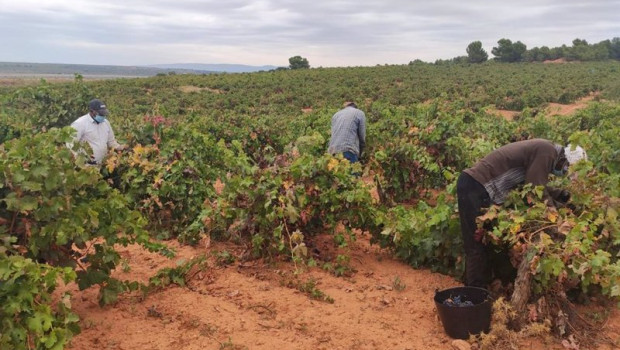 ep vendimiadores con mascarilla en vinedos de utiel-requena