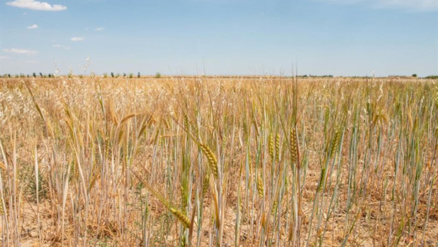 ep archivo campo de trigo en albacete castilla la mancha espana ep archivo campo de trigo en albacete castilla la mancha espana