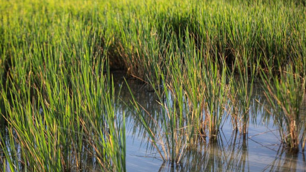 ep archivo   un campo de arroz en isla mayor imagen de archivo