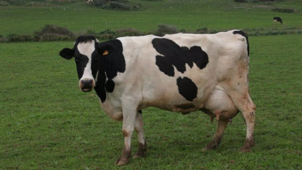 ep archivo   una vaca en un prado