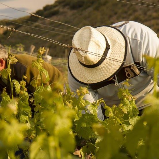 ep bodega mariscalasla zepalic encinareslos rios alberchecofio