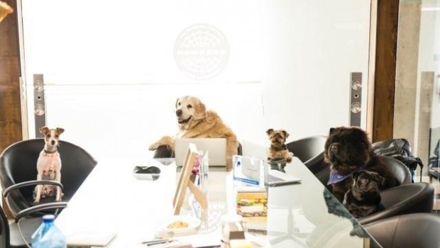 ep campana hawkers abandono animal