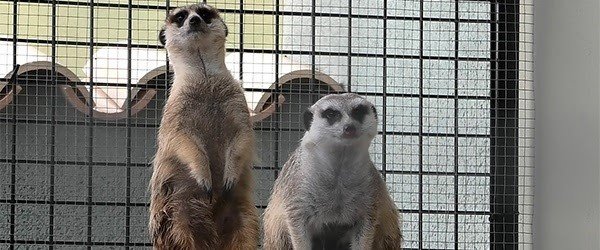 ep la coalicion listado positivo apela a la prohibicion de la tenencia de animales exoticos ep la coalicion listado positivo apela a la prohibicion de la tenencia de animales exoticos