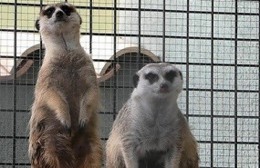 ep la coalicion listado positivo apela a la prohibicion de la tenencia de animales exoticos